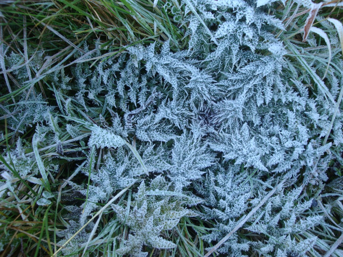 Frosty Thistle