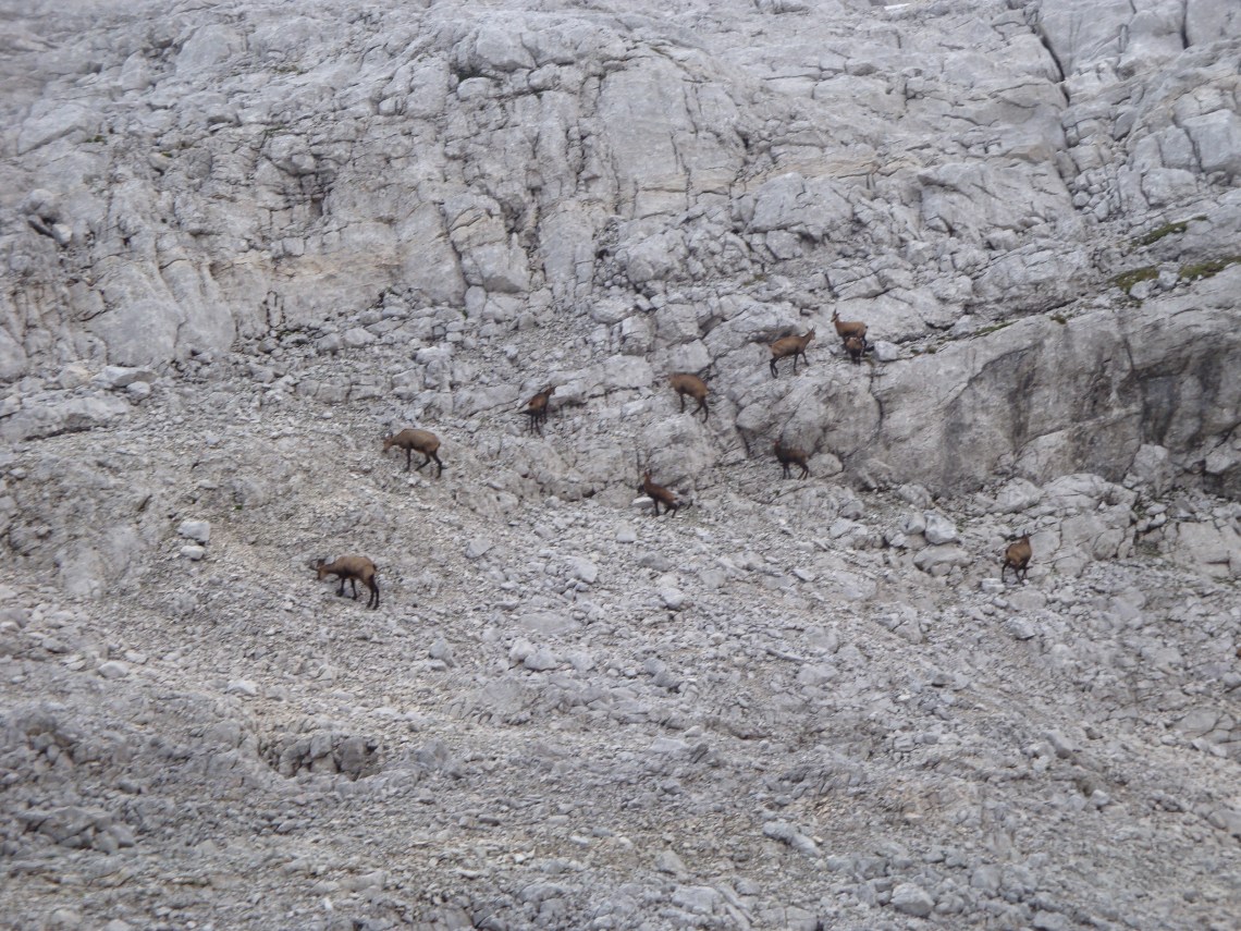 Gemsen in the Dead Mountains