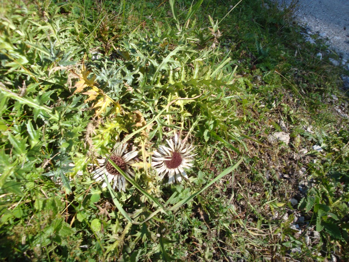 Silberdistel