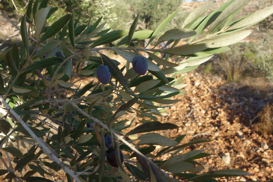 Olive Tree