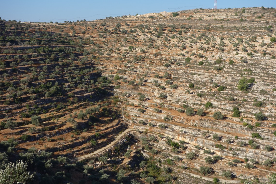 Olive groves north of Ramallah