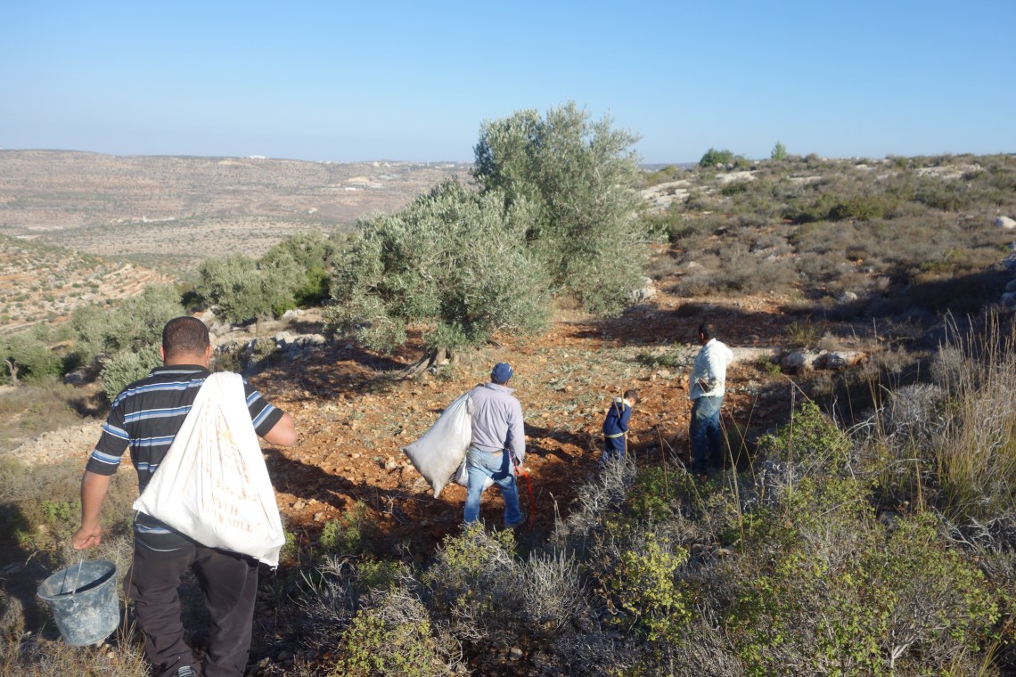 Olive Picking