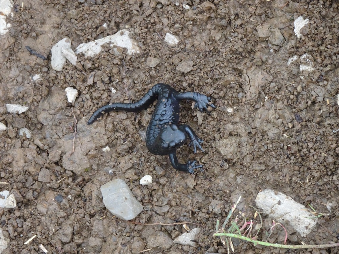 Salamander on the Way to Damuels